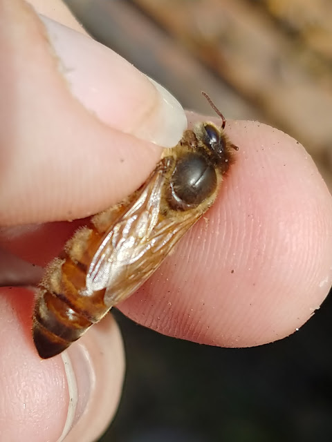 Mated Queen Honey bee