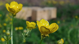 buttercups and bee hives
